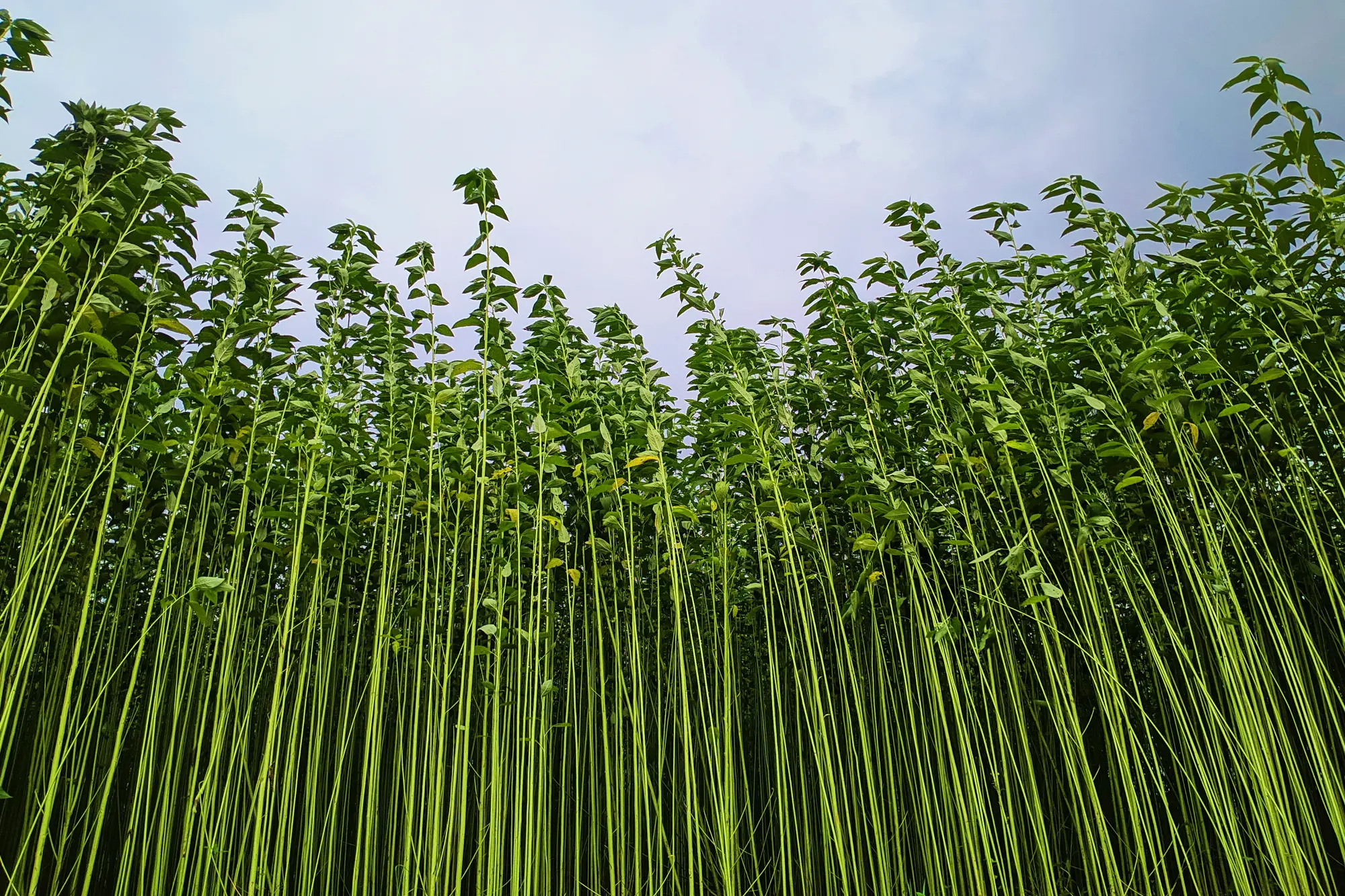 jute growing in india jpg