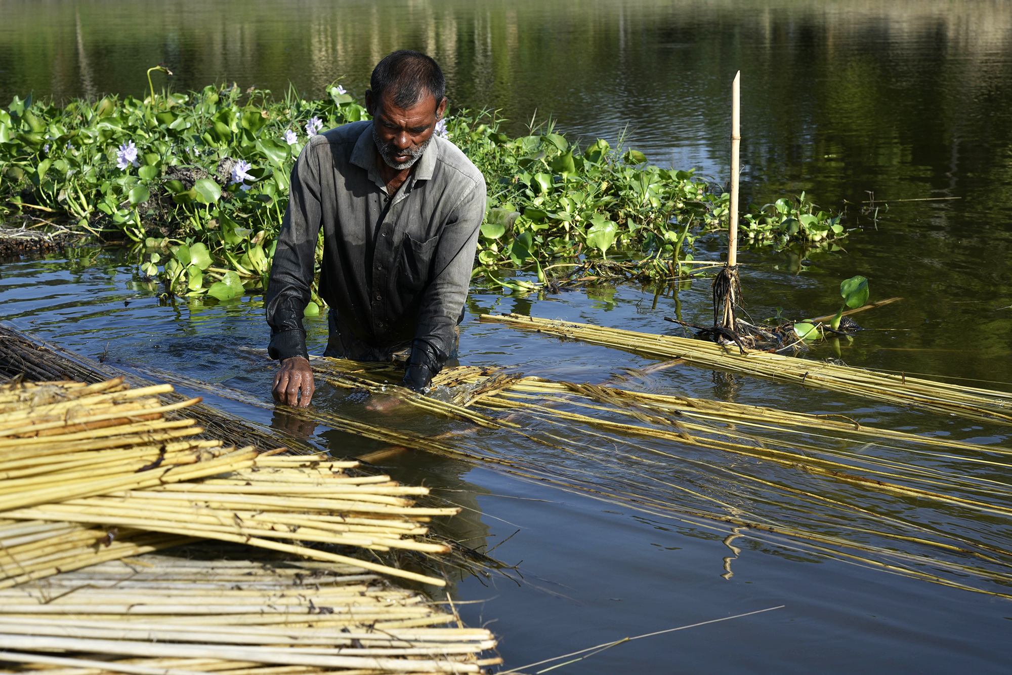 barpeta,,assam,,india.,12,november,2018.,indian,man,extracts,jute